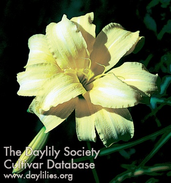 Daylily Double Old Ivory